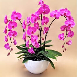 Pink Orchid Bowl