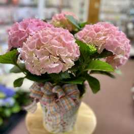 Potted pink hydrangea plant in a decorative container with a pastel plaid bow on a wooden stool