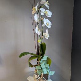 Tall white orchid plant in a gold geometric pot with a soft teal bow at the base.