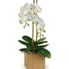 Opulent Orchids