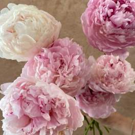 Bouquet of pink and white peonies
