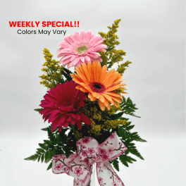 Gerbera Delight