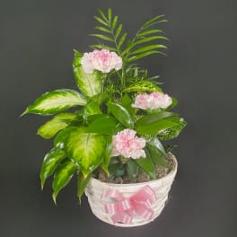 Green houseplant garden with pink carnations in a white basket with a pink bow.