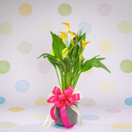 Potted calla lilies with a pink ribbon bow
