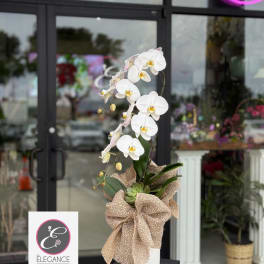 Orchid Arrangement #18