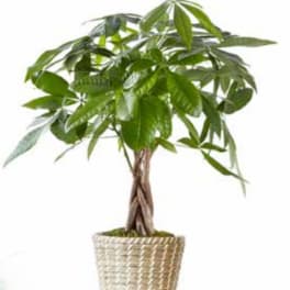 Potted money tree plant in a woven basket
