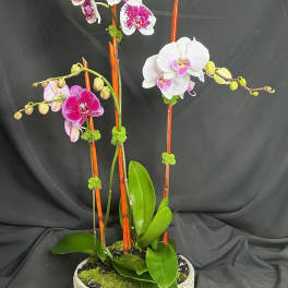 Potted orchids with pink and white blooms in a shallow ceramic bowl