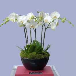 White orchid arrangement in a black bowl planter