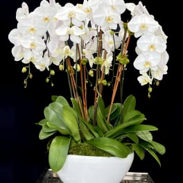 Lovely Orchids