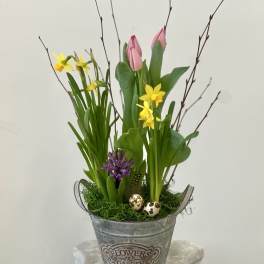 Country Charm Bulb Garden by Westford Florist