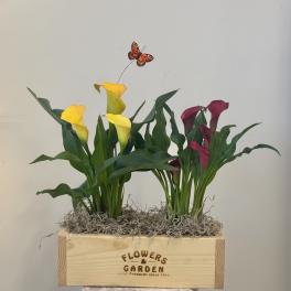 Yellow and burgundy mini calla lily plants in a wooden box planter with moss and an orange butterfly accent