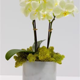 Small White Orchids
