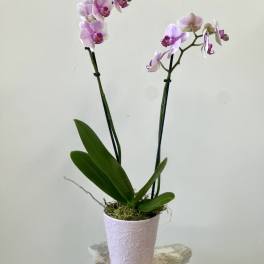 Potted pink phalaenopsis orchid with two blooming stems in a textured pale pink pot