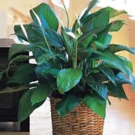 Potted green houseplant in a woven basket planter