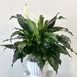 Serenity Spathiphyllum by Westford Florist Art by Veny