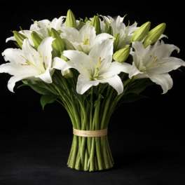 Casablanca Lily