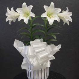 Easter Lily Plant