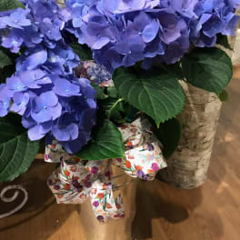 Beautiful Blue Hydrangea