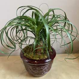 Potted ponytail palm in a glossy burgundy ceramic planter