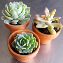Three small succulent plants in terracotta pots on a table