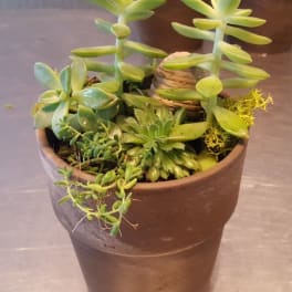 Potted succulent arrangement in a brown container