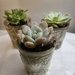 Three small succulent plants in textured glass pots