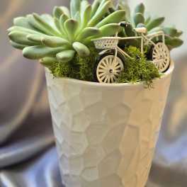 Succulent arrangement in a white textured pot with miniature bicycles