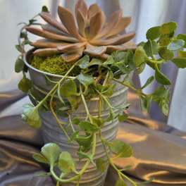 Potted succulent arrangement in a ribbed metal container with trailing vines