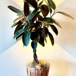 Braided Rubber Tree Topiary