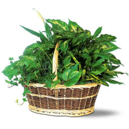 Basket of assorted green houseplants
