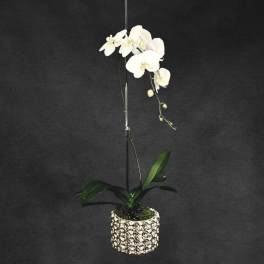 White orchid plant in a patterned pot with a support stake