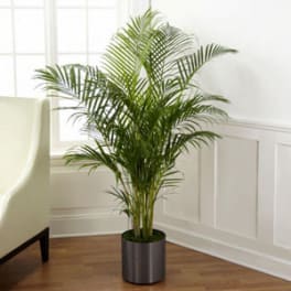 Potted palm plant in a dark cylindrical container
