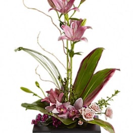 IMAGINATION BLOOMS WITH CYMBIDIUM ORCHIDS