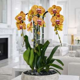 Peach Phalaenopsis Orchid – Upscale Interior Accent