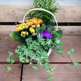Basket of orange and purple flowers with trailing ivy and a tall green plant
