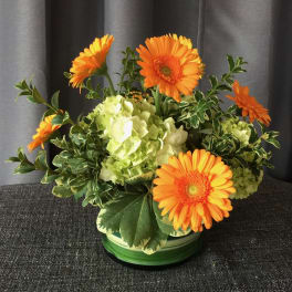 Citrus Fresh Daisies