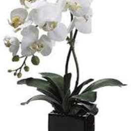 Potted white phalaenopsis orchid plant in a glossy black square pot with arching flower stems.