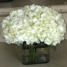 Low arrangement of white hydrangeas in a clear glass cube vase