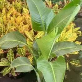 Potted tropical plant with large green leaves and variegated croton foliage