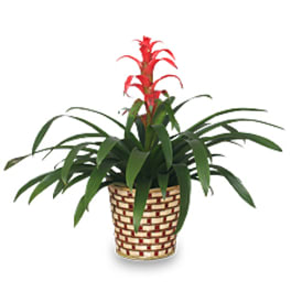 red bromeliad plant