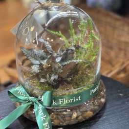 Small plant terrarium under a glass cloche with moss and a green ribbon at the base