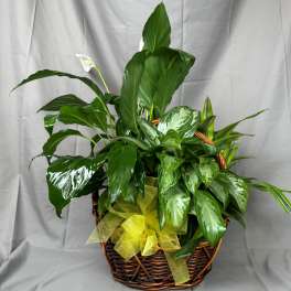 Basket of green houseplants with a yellow ribbon