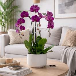 Purple Phalaenopsis Orchid – Office Reception Accent