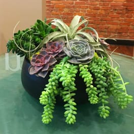 Succulent arrangement in a black bowl with trailing green plants