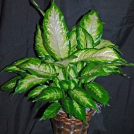 Potted green-and-cream foliage plant in a woven basket