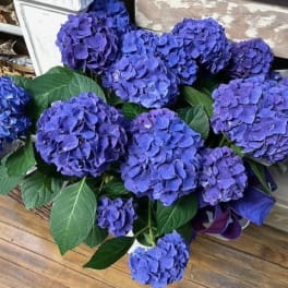 Hydrangea Wonders