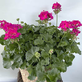 Potted plant with bright pink flowers and dense green leaves in a woven basket