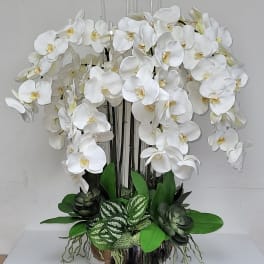 White Orchid Jungle