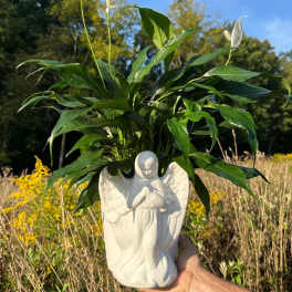 Ceramic Angel Planter with Peace Lily