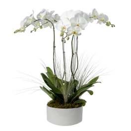White phalaenopsis orchid plant with arching blooms and tall grasses in a low white pot